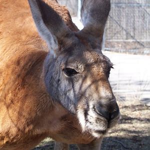 Red Kangaroo (Macropus rufus)