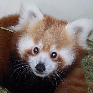 Red Panda (Ailurus fulgens)