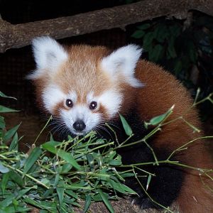 Red Panda (Ailurus fulgens)