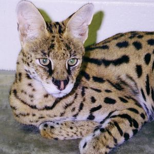 Serval (Leptailurus serval)