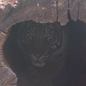 Sumatran Tiger (Panthera tigris sumatrae)