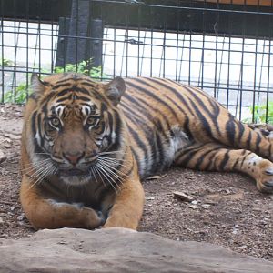 Sumatran Tiger (Panthera tigris sumatrae)