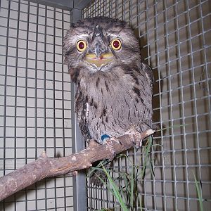 Tawny Frogmouth (Podargus strigoides)