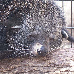 Binturong (Arctictis binturong)