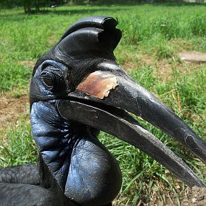 Abyssinian Ground Hornbill (Bucorvus abyssinicus)