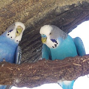 Budgerigar (Melopsittacus undulatus)