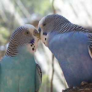 Budgerigar (Melopsittacus undulatus)