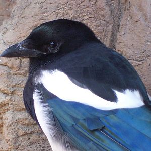 Black-billed Magpie (Pica hudsonia)