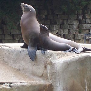 California Sea Lion (Zalophus californianus)
