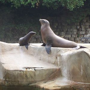 California Sea Lion (Zalophus californianus)