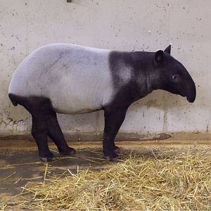 Malayan Tapir (Tapirus indicus)