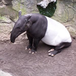 Malayan Tapir (Tapirus indicus)