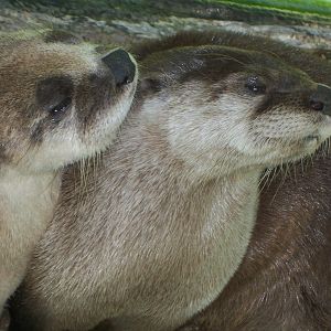 North American River Otter (Lontra canadensis)