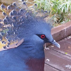 Victoria Crowned Pigeon (Goura victoria)