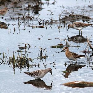 Western Treatment Plant birds
