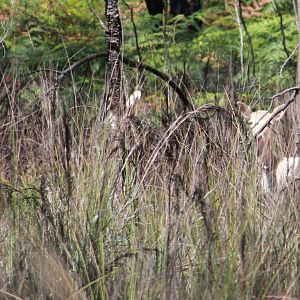 Ungulate in Great Otway National Park