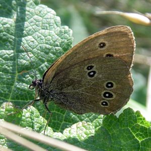 Ringlet (Aphantopus hyperanthus)