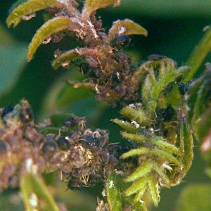 Cowpea Aphids (Aphis craccivora)