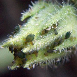 Cotton Aphids (Aphis gossypii)