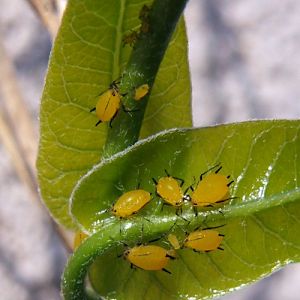 Oleander Aphids (Aphis nerii)