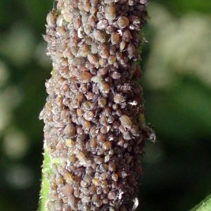 Elder Aphids (Aphis sambuci)