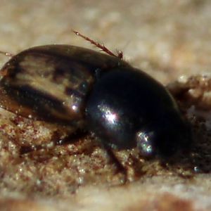 Maculated Dung Beetle (Aphodius distinctus)