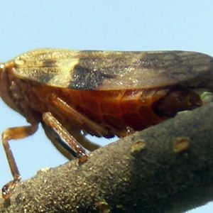 European Alder Spittle Bug (Aphrophora alni)
