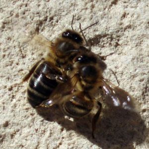Western Honey Bees (Apis mellifera)