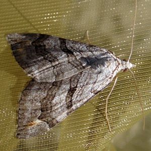 Lesser Treble-bar (Aplocera efformata)