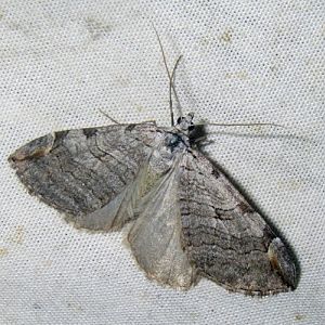 Greater Treble-bar (Aplocera plagiata)