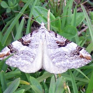 Purple Treble-bar (Aplocera praeformata)