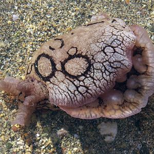 Spotted Sea Hare (Aplysia dactylomela)