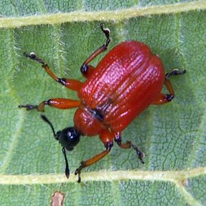 Hazel Leaf-roller Weevil (Apoderus coryli)