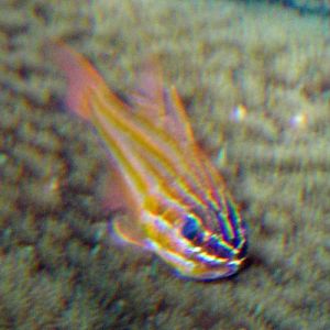 Orange-striped Cardinalfish (Apogon cyanosoma)