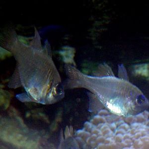 Long-spined Cardinalfishes (Apogon leptacanthus)