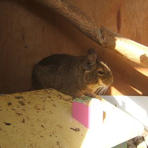 British Wildlife Rescue Centre at Amerton Farm