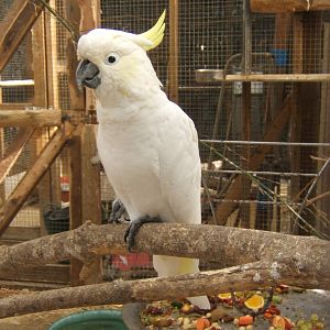 British Wildlife Rescue Centre at Amerton Farm