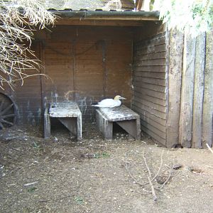 British Wildlife Rescue Centre at Amerton Farm