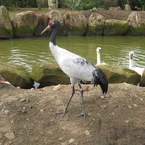 Black-necked Crane