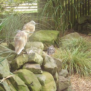 Squacco Heron and Turnstone