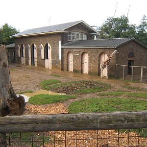 View of Giraffe House from viewing balcony