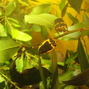 Fruit Beetle (Pachnoda sinuata)