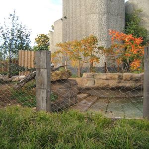 View of Malayan Tapir enclosure