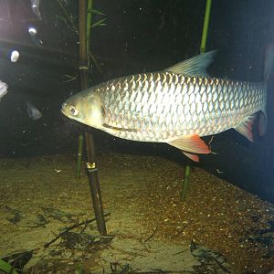 Hoven`s Carp (Leptobarbus hoevenii)