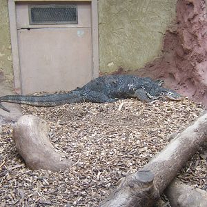 Malayan Water Monitor