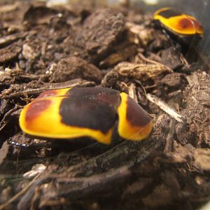 African Sun Beetle (Pachnoda marginata peregrina)