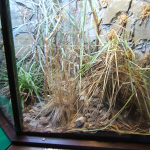 San Francisco Garter Snake exhibit