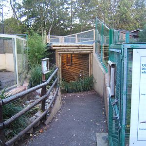 New Housing by the Asian Short-clawed Otters