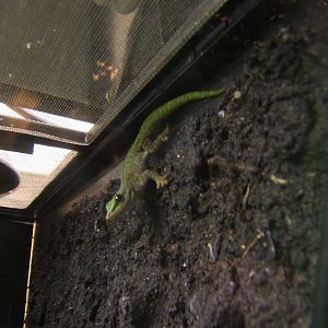 Abbott`s Day Gecko