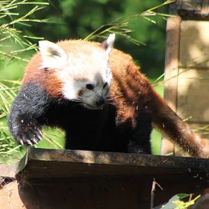 Red panda